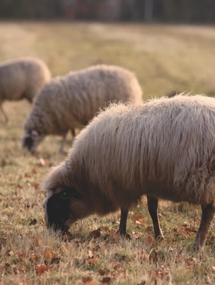 Differences between Pure wool and New Zealand wool