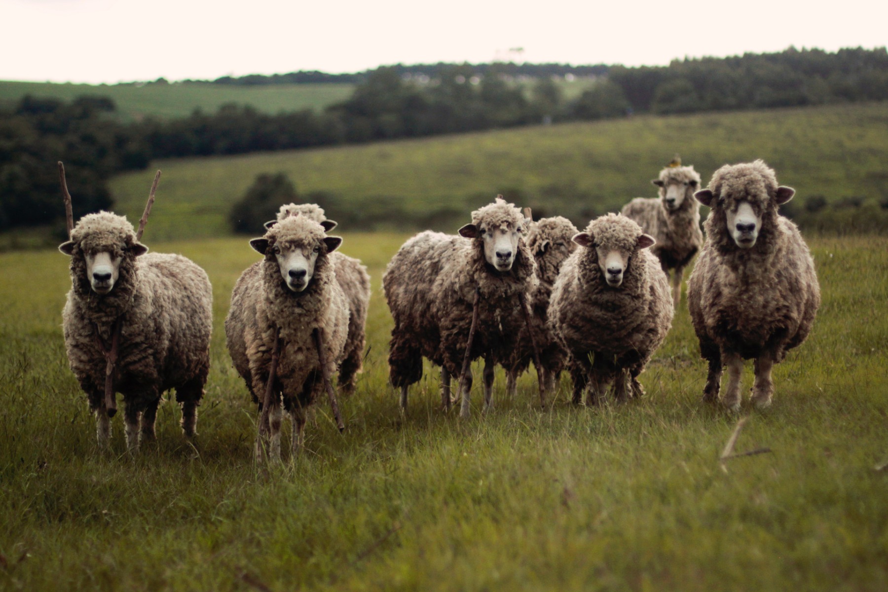 Differences between Pure wool and New Zealand wool